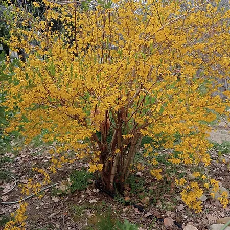 Holiday home 1 - Vicino Mare E Monti *